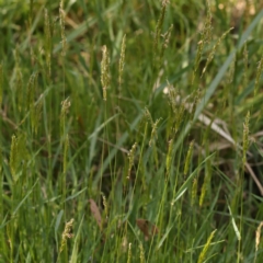 Anthoxanthum odoratum at Bruce, ACT - 29 Oct 2023