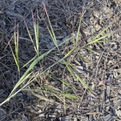 Bromus diandrus (Great Brome) at QPRC LGA - 29 Oct 2023 by SteveBorkowskis