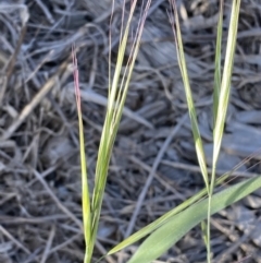 Bromus diandrus at Karabar, NSW - 29 Oct 2023 05:17 PM