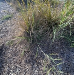 Bromus diandrus at Karabar, NSW - 29 Oct 2023 05:17 PM