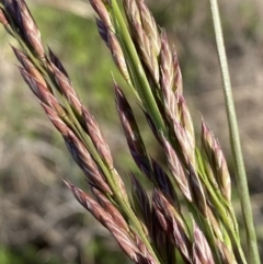 Festuca arundinacea (Tall Fescue) at QPRC LGA - 29 Oct 2023 by SteveBorkowskis