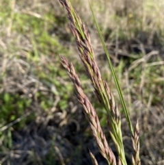 Festuca arundinacea at Karabar, NSW - 29 Oct 2023