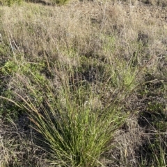 Festuca arundinacea at Karabar, NSW - 29 Oct 2023