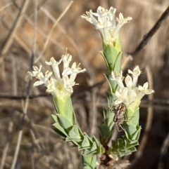 Pimelea linifolia subsp. caesia (Slender Rice Flower) at QPRC LGA - 29 Oct 2023 by SteveBorkowskis