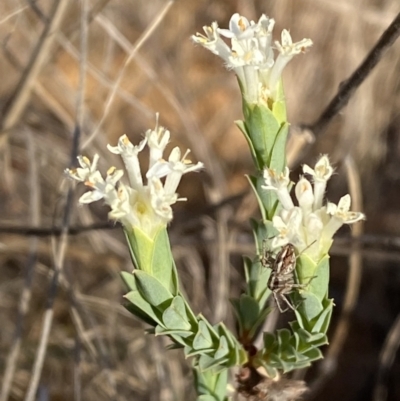 Pimelea linifolia subsp. caesia (Slender Rice Flower) at QPRC LGA - 29 Oct 2023 by SteveBorkowskis