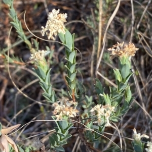 Pimelea linifolia subsp. caesia at Jerrabomberra, NSW - 29 Oct 2023 06:13 PM