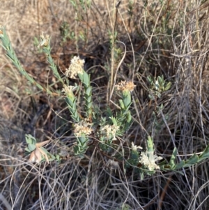 Pimelea linifolia subsp. caesia at Jerrabomberra, NSW - 29 Oct 2023 06:13 PM