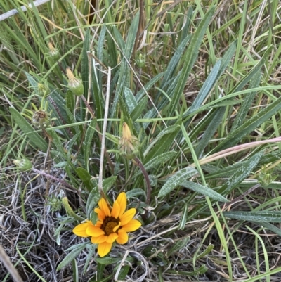 Gazania x splendens (Gazania) at QPRC LGA - 29 Oct 2023 by SteveBorkowskis