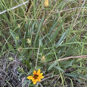 Gazania x splendens at Jerrabomberra, NSW - 29 Oct 2023 06:41 PM