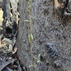 Calochilus saprophyticus (Leafless Beard Orchid) at Kambah, ACT - 31 Oct 2023 by BethanyDunne