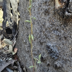 Calochilus saprophyticus at Bullen Range - 1 Nov 2023