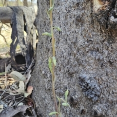 Calochilus saprophyticus at Bullen Range - suppressed