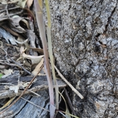 Calochilus saprophyticus at Bullen Range - 1 Nov 2023