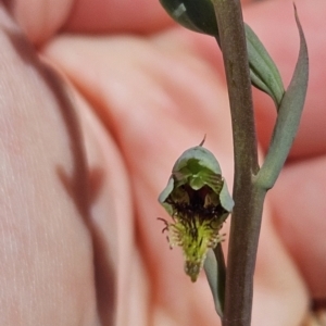 Calochilus saprophyticus at Bullen Range - 1 Nov 2023