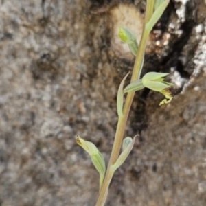 Calochilus saprophyticus at Bullen Range - 1 Nov 2023