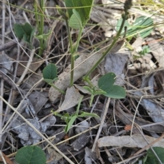 Oxytes brachypoda (Large Tick-trefoil) at Tuggeranong, ACT - 29 Oct 2023 by BethanyDunne