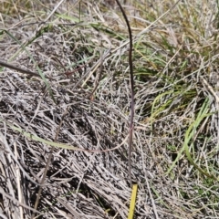 Thelymitra (Genus) (Sun Orchid) at Tuggeranong, ACT - 29 Oct 2023 by BethanyDunne