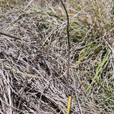 Thelymitra sp. (A Sun Orchid) at Tuggeranong, ACT - 29 Oct 2023 by BethanyDunne