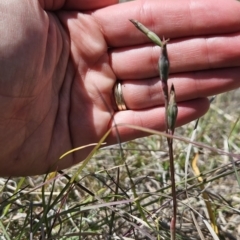 Thelymitra sp. (A Sun Orchid) at Tuggeranong, ACT - 29 Oct 2023 by BethanyDunne