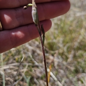 Thelymitra sp. at Tuggeranong, ACT - 29 Oct 2023