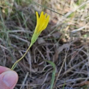 Microseris walteri at Tuggeranong, ACT - 29 Oct 2023 12:39 PM