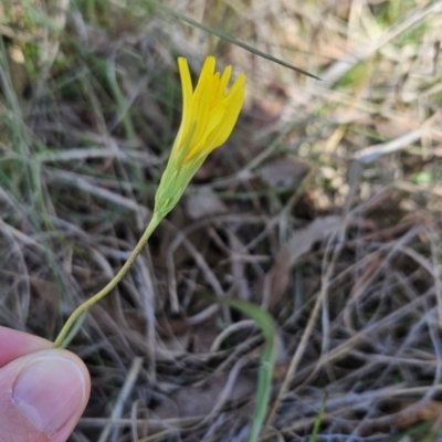 Microseris walteri (Yam Daisy, Murnong) at Bullen Range - 29 Oct 2023 by BethanyDunne