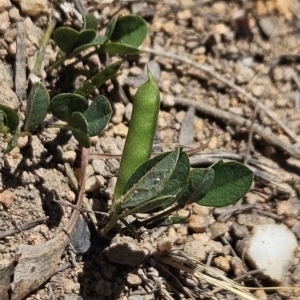 Glycine tabacina at Tuggeranong, ACT - 29 Oct 2023