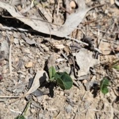 Glycine tabacina at Tuggeranong, ACT - 29 Oct 2023