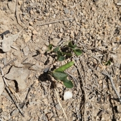 Glycine tabacina at Tuggeranong, ACT - 29 Oct 2023 12:54 PM