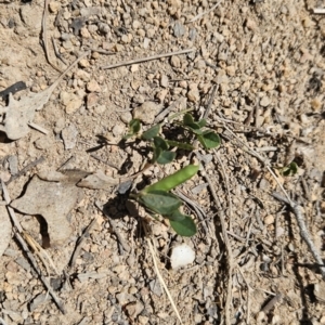 Glycine tabacina at Tuggeranong, ACT - 29 Oct 2023 12:54 PM