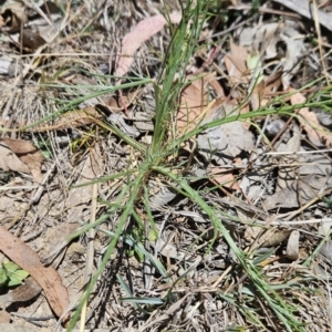 Eryngium ovinum at Tuggeranong, ACT - 29 Oct 2023 12:23 PM