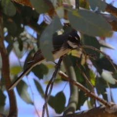 Rhipidura albiscapa (Grey Fantail) at Symonston, ACT - 29 Oct 2023 by RodDeb