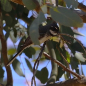 Rhipidura albiscapa at Symonston, ACT - 29 Oct 2023 11:51 AM