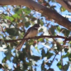 Rhipidura albiscapa at Symonston, ACT - 29 Oct 2023 11:51 AM