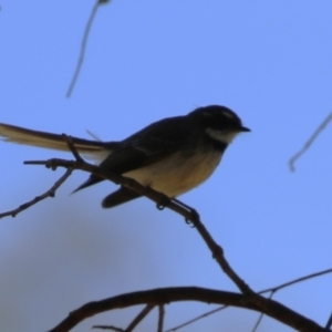 Rhipidura albiscapa at Symonston, ACT - 29 Oct 2023 11:51 AM