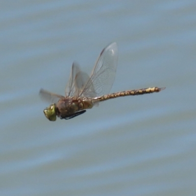 Anax papuensis (Australian Emperor) at Symonston, ACT - 29 Oct 2023 by RodDeb