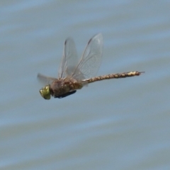 Anax papuensis at Symonston, ACT - 29 Oct 2023 12:24 PM