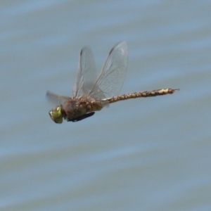 Anax papuensis at Symonston, ACT - 29 Oct 2023 12:24 PM