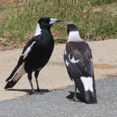 Gymnorhina tibicen (Australian Magpie) at Symonston, ACT - 29 Oct 2023 by RodDeb