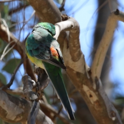 Psephotus haematonotus (Red-rumped Parrot) at Symonston, ACT - 29 Oct 2023 by RodDeb