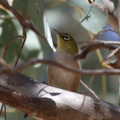 Zosterops lateralis (Silvereye) at Symonston, ACT - 29 Oct 2023 by RodDeb