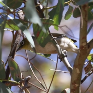 Zosterops lateralis at Symonston, ACT - 29 Oct 2023