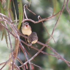 Acanthiza chrysorrhoa (Yellow-rumped Thornbill) at Symonston, ACT - 29 Oct 2023 by RodDeb