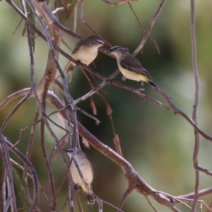 Acanthiza chrysorrhoa at Symonston, ACT - 29 Oct 2023