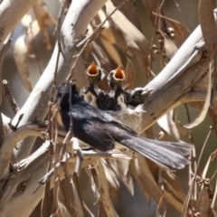 Rhipidura leucophrys (Willie Wagtail) at Symonston, ACT - 29 Oct 2023 by RodDeb