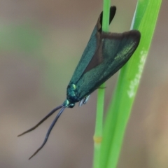 Pollanisus viridipulverulenta (Satin-green Forester) at Chiltern, VIC - 29 Oct 2023 by KylieWaldon