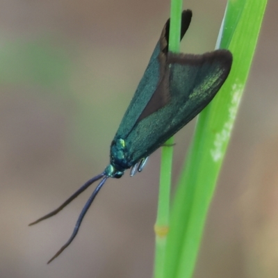 Pollanisus viridipulverulenta (Satin-green Forester) at Chiltern, VIC - 29 Oct 2023 by KylieWaldon