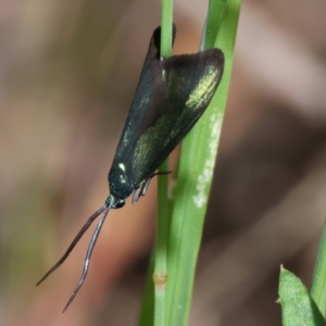 Pollanisus viridipulverulenta at Chiltern, VIC - 29 Oct 2023 09:21 AM