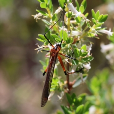 Harpobittacus (genus) (Hangingfly) at Chiltern, VIC - 29 Oct 2023 by KylieWaldon
