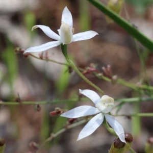 Caladenia moschata at Chiltern, VIC - 29 Oct 2023